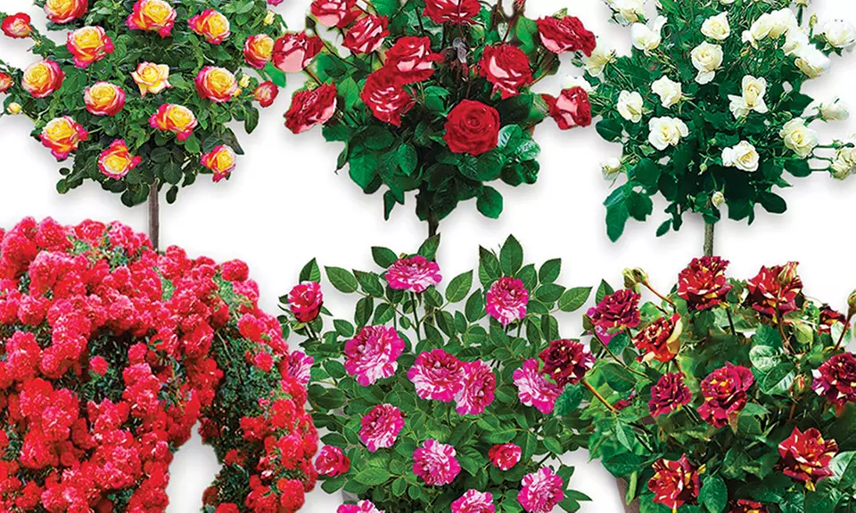 4er- oder 6er-Set Stammrosen - Second Medium