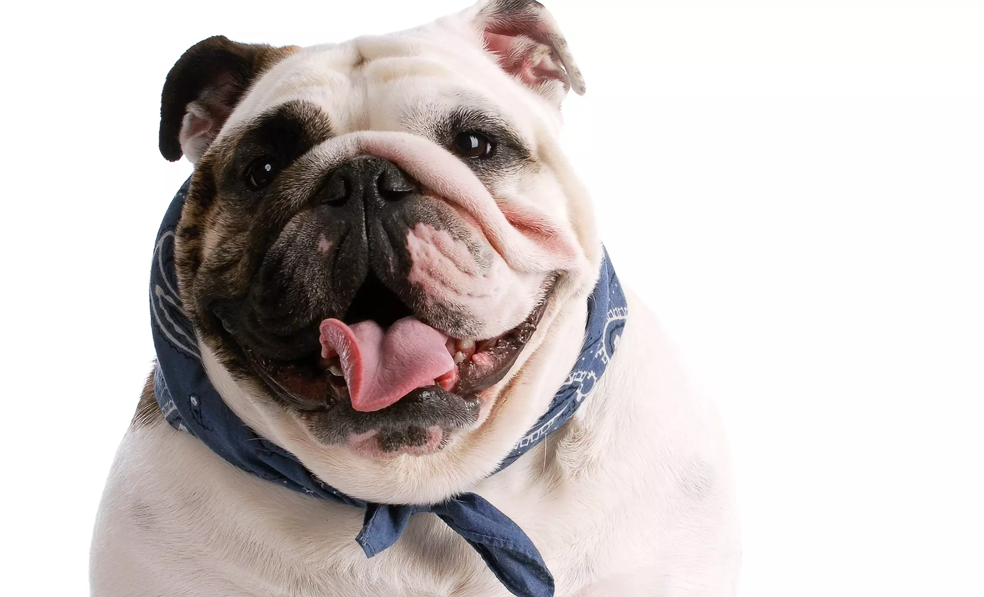 Pet Boarding or Dog Daycare at Melissa’s Prestigious Pawz (Up to 67% Off). Three Options Available.  - Primary Image