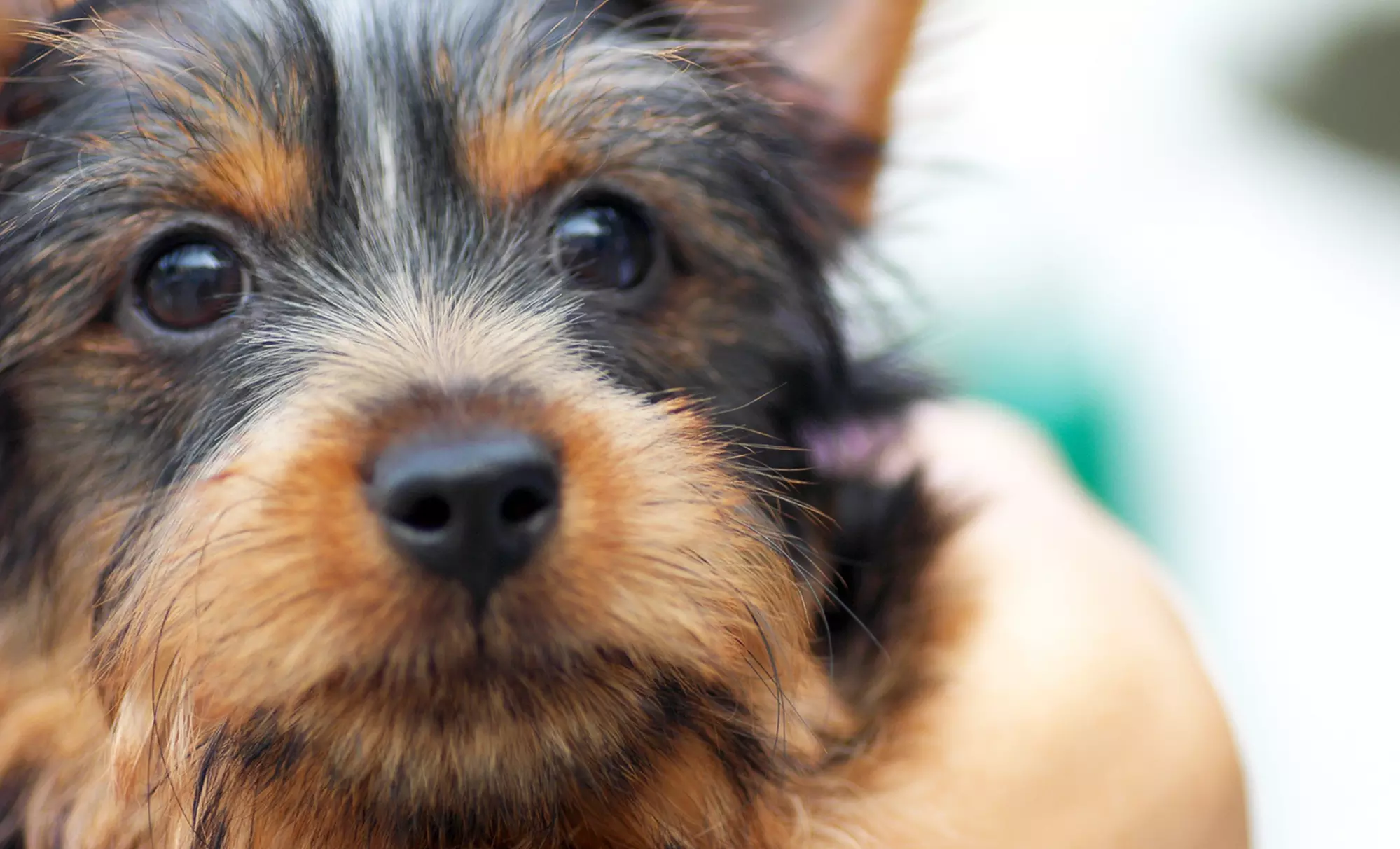 Grooming for Small, Medium, or Large Dog at Suwanee Animal Hospital (Up to 62% Off) - Primary Image