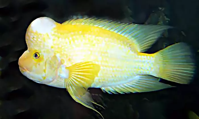 Aquarium des Tropiques : voyage magique au cœur des mers exotiques