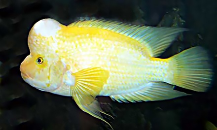 Pour un enfant de 3 à 15 ans : billet d'entrée pour l'Aquarium des Tropiques - aquarium des tropiques