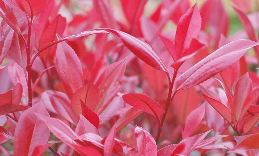 Image 1: Photinia Red Robin 2-Litre Potted Plant