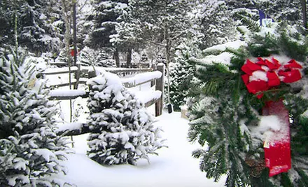 $20 for $40 Worth of Christmas Trees at Tree Town Wonderland - Primary Image
