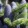 Image 5: Hardy Korean or Nordmann Fir Trees 2 or 3 Plants