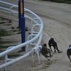 Image 3: Greyhound Racing Entry with Food, Drink & Racecard – For 1, 2, or 4