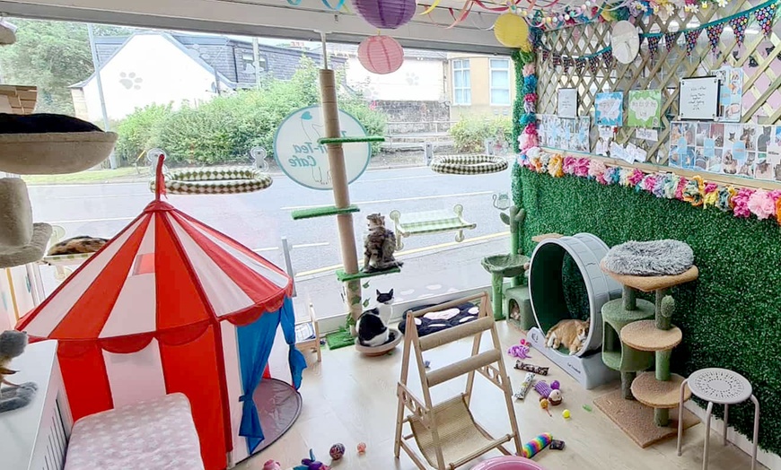 Image 2: Make Memories with Cat Cafe Entry, Drink and Snack for 1, 2, 3 or 4