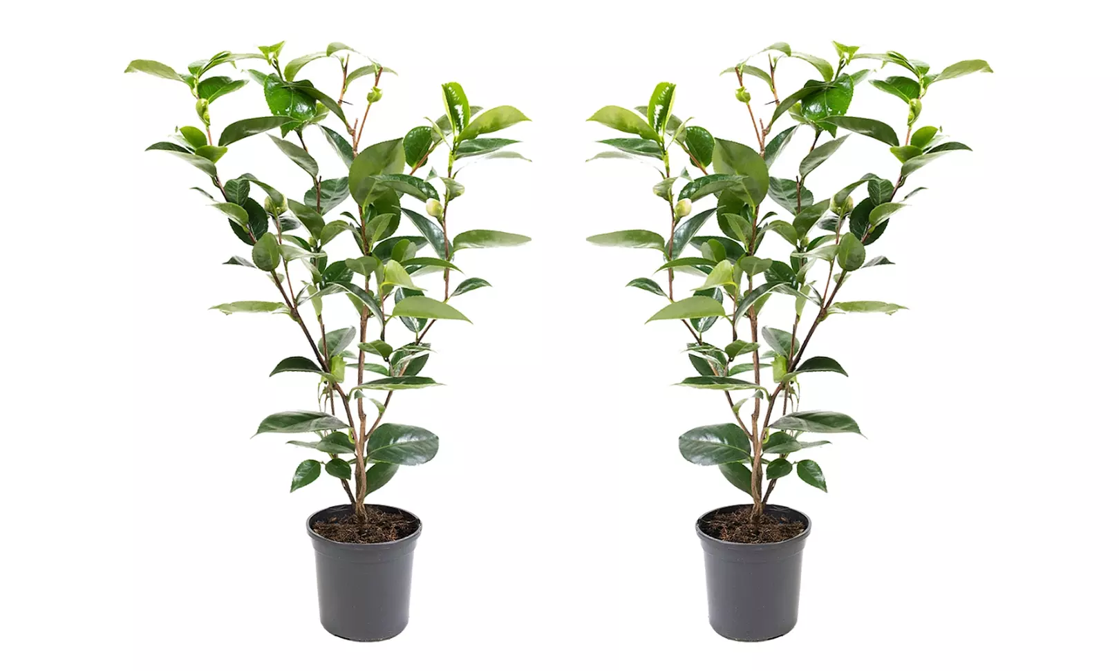 1 oder 2 japanische Rosen-Sträucher "Camellia japonica" XL