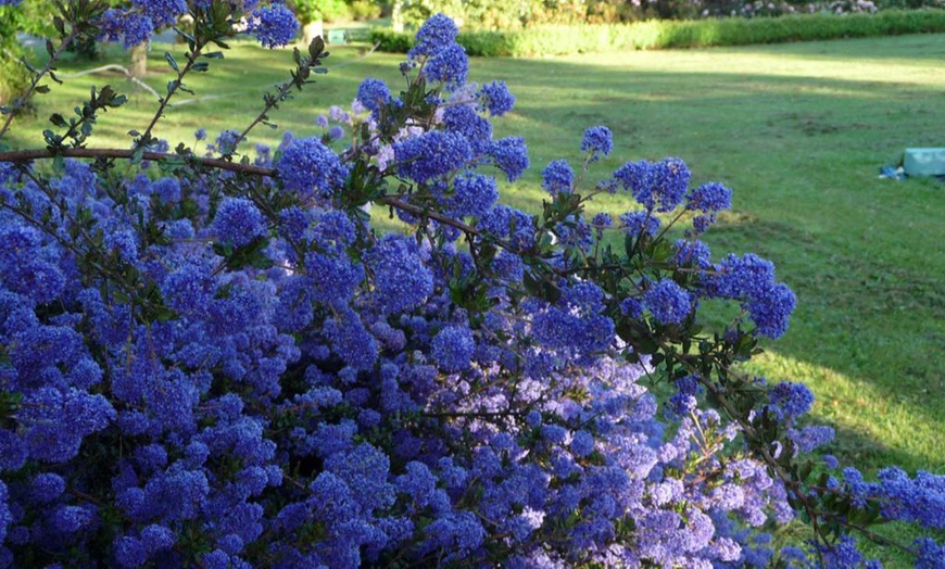 Image 2: One or Three Ceanothus Blue Sapphire Potted Plants