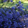 Image 2: One or Three Ceanothus Blue Sapphire Potted Plants