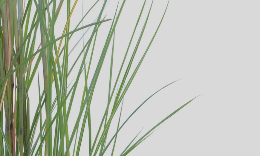 Image 3: 1x oder 2x Chinaschilf 'Gracillimus'