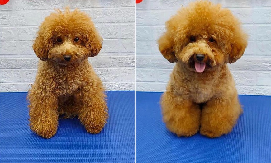 Image 2: Cat or Dog Small | Medium | Large Basic/ Full Grooming OR Washing Only