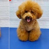 Image 2: Cat or Dog Small | Medium | Large Basic/ Full Grooming OR Washing Only