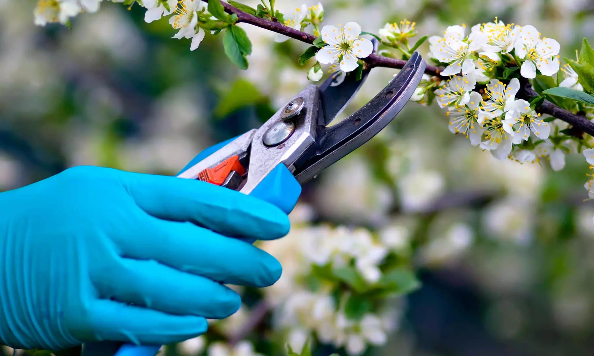 $15 for $30 Worth of Hardware, Trees, and Gardening Supplies at Houston Hardware & Garden Center - Primary Image