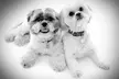 Dog Photoshoot with Prints at Images Unlimited - Second Medium