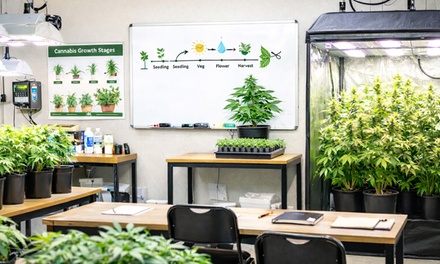 Cannabis Growology Training with certificate for One - The Weedology School