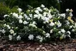 Gardenia Flowering Shrubs - Fragrant, Showy White Blooms, Hardy & Low-Maintenance Outdoor Plants, Free Shipping (Up to 15% Off) - Second Medium