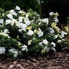 Image 6: Gardenias in Quart, 1 Gallon, and 3 Gallon Sizes with Free Shipping (Up to 24% Off)