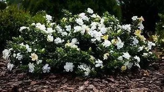 Gardenias in Quart, 1 Gallon, and 3 Gallon Sizes with Free Shipping (Up to 15% Off)