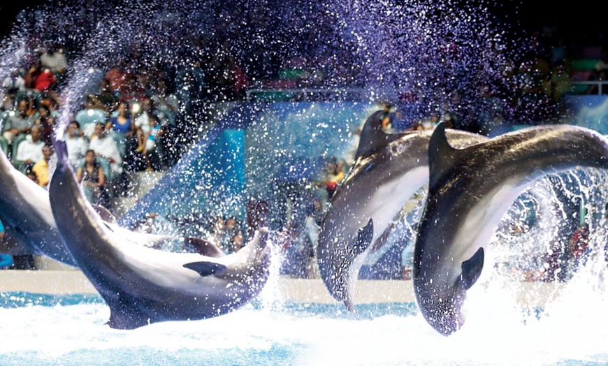 Image 2: VIP & Regular Passes to Dolphin & Seal Show for Adults & Children 