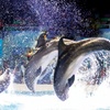Image 2: VIP & Regular Passes to Dolphin & Seal Show for Adults & Children 