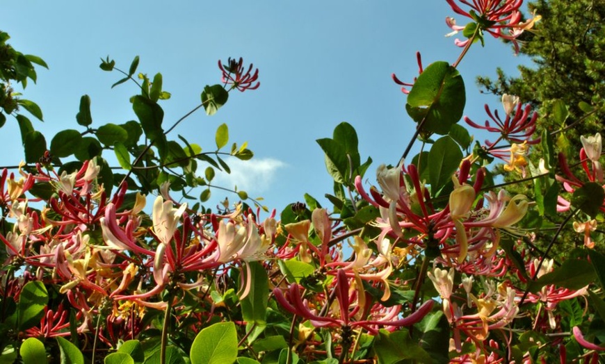 Image 2: Potted Fragrant Honeysuckle Plants – Trio of Varieties
