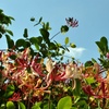Image 2: Potted Fragrant Honeysuckle Plants – Trio of Varieties