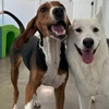 Image 1: Weekday Fun and Care with One, Three or Five Days of Dog Daycare