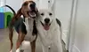 Keep Your Dog Happy with One, Three or Five Days of Dog Daycare at Hounds Town - Atlanta (Up to 45%Off)