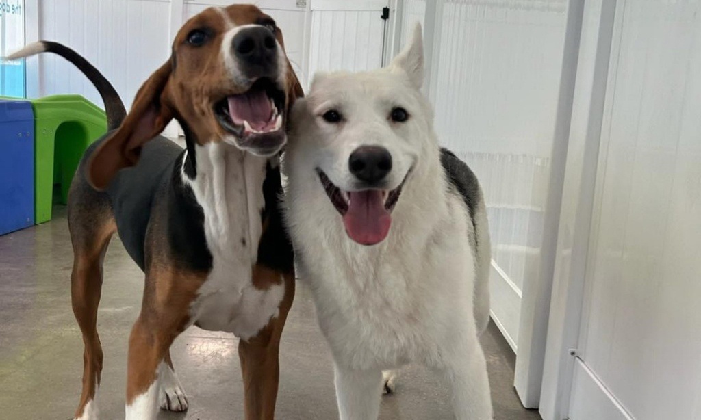 Weekday Fun and Care with One, Three or Five Days of Dog Daycare