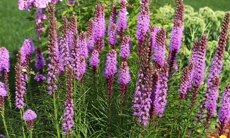 Up To 57% Off on Liatris Blazing Star Bulbs | Groupon Goods