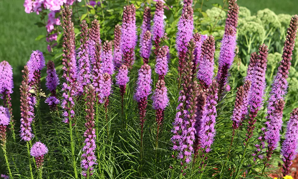 Liatris Blazing Star Bulbs (15-Pack) - Primary Image