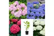 1 o 2 set da 4 Ortensie Macrophylla miste, disponibili in 4 colori - Image 3