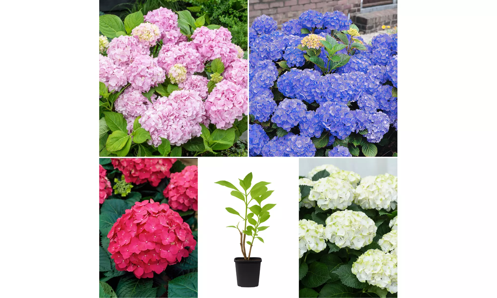 1 o 2 set da 4 Ortensie Macrophylla miste