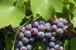 Muscadine Grape Vines - Sweet & Hardy, Disease-Resistant, Self-Fertile Varieties, Outdoor Plants, Free Shipping (Up to 15% Off) - Second Medium