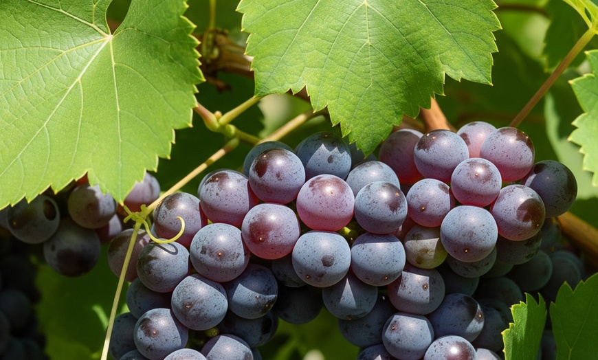 Image 3: Muscadine Grape Vines - Multiple Varieties with Free Shipping (Up to 15% Off)
