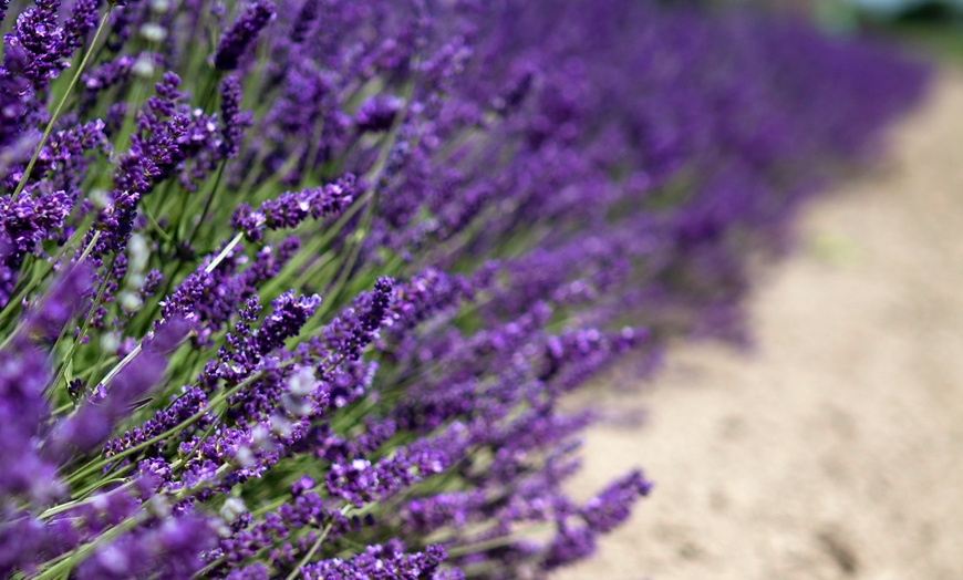 Image 6: Set of Lavender Plants