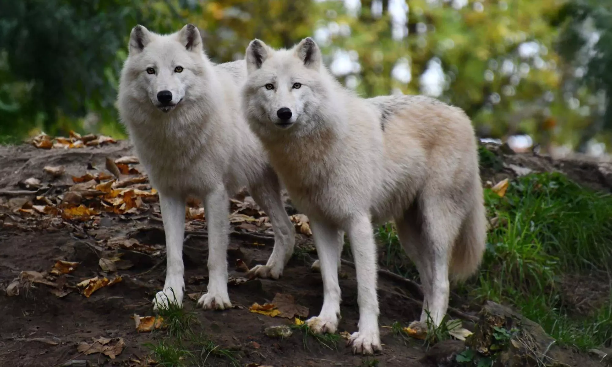 Une journée immersive au cœur de la faune mondiale au zoo de Maubeuge (jusqu'à 28% de remise) - Primary Image