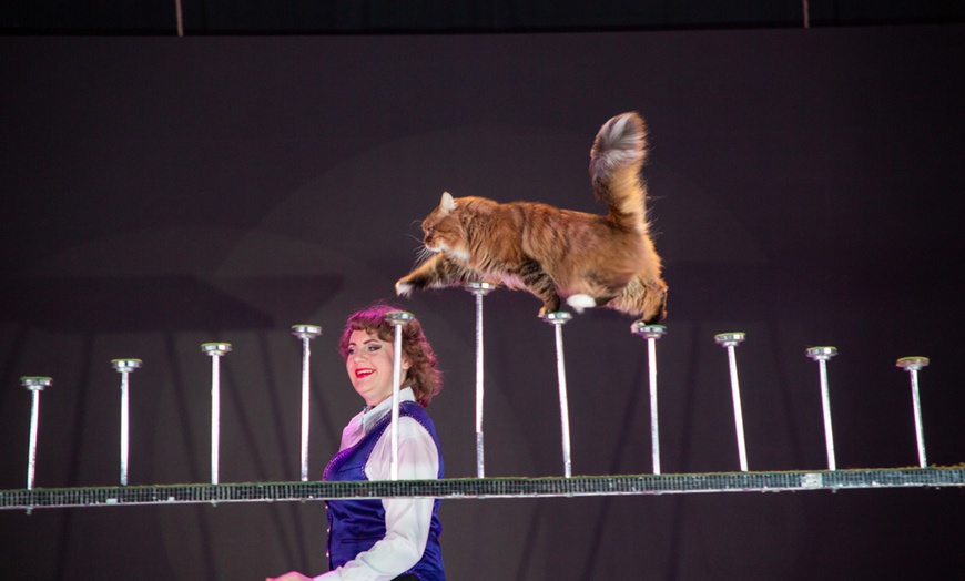 Image 8: 1 Ticket für den Ludwigshafener Weihnachtscircus vom 22.12. bis 03.01.