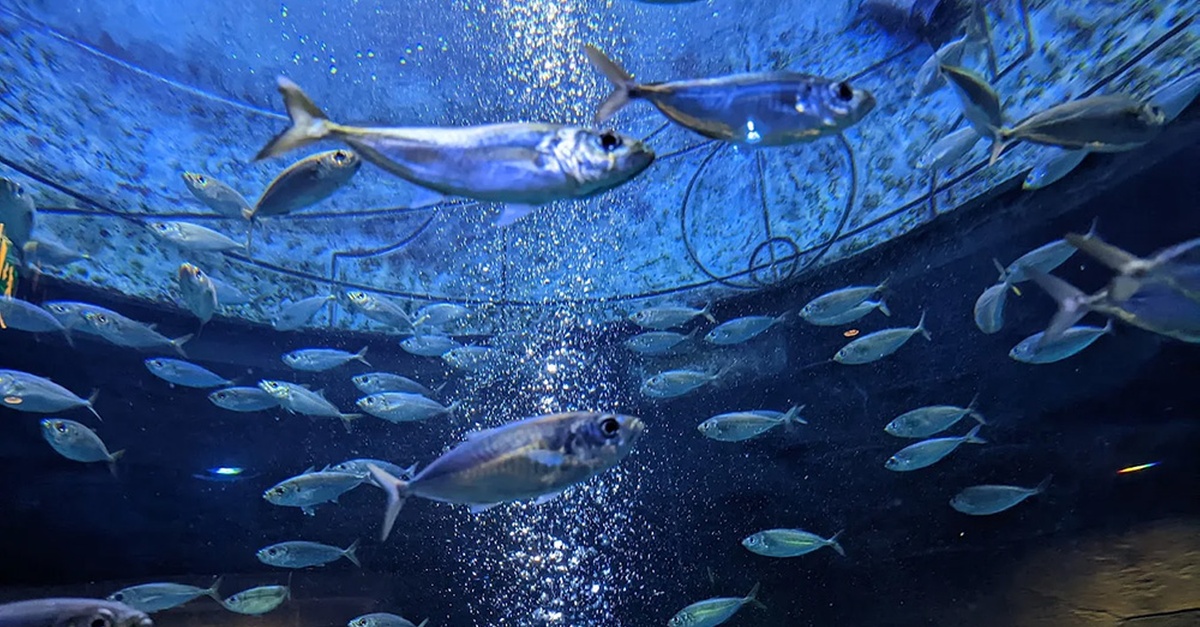 Explore The Lost World Aquarium – Entry For Kids, Adults & Families Explore The Lost World Aquarium – Entry For Kids, Adults & Families