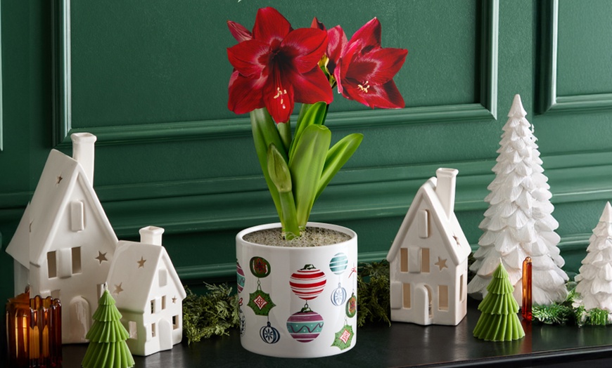 Image 7: Next Day Delivery Christmas Plants from 1-800-Flowers (up to 50% off)