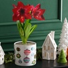 Image 7: Next Day Delivery Christmas Plants from 1-800-Flowers (up to 50% off)