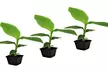 3x oder 6x Bananen-Pflanze, inkl. Versand - Second Medium