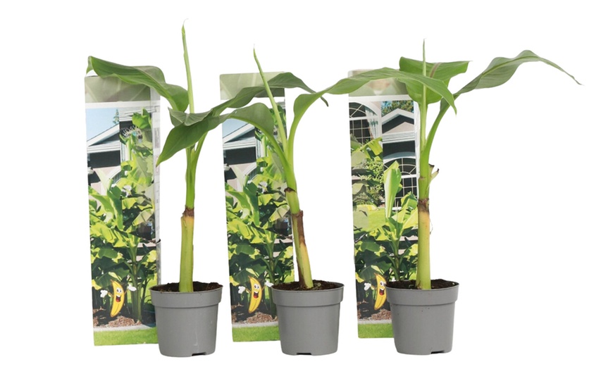 Image 5: Musa Basjoo, Rootz