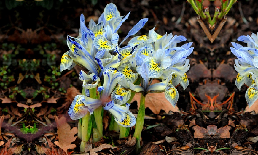 Image 9: Mixed Spring Iris Bulbs - Up to 200 Bulbs
