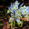 Image 9: Mixed Spring Iris Bulbs - Up to 200 Bulbs