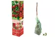 3 o 6 plantas de frambuesa y zarzamora - Image 2