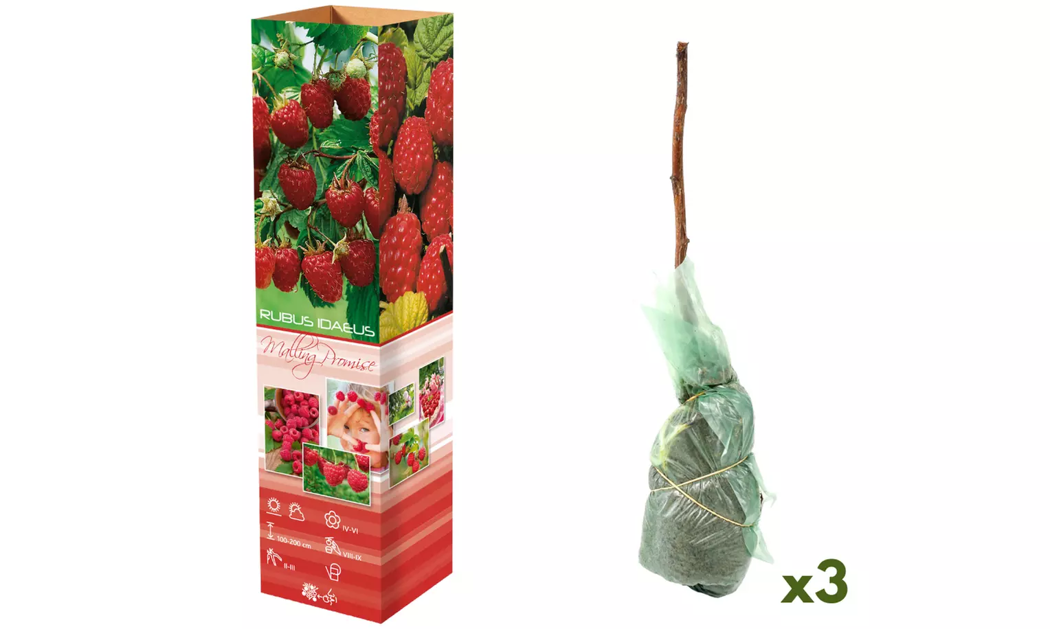 Plantas de frambuesa y zarzamora