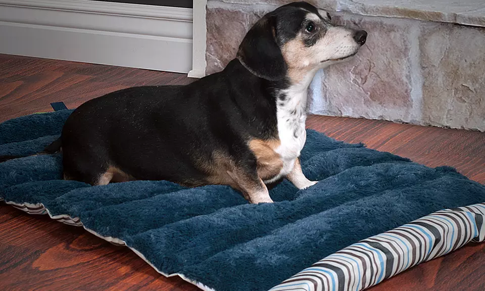 Paw Roll-Up Travel Portable Dog Bed - Primary Image