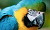 Nature Outing for Two Adults or Two Children at Tracy Aviary (Half Off)