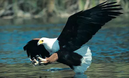 Two-Hour Eagle-Spotting Jet-Boat Tour for Two, Three, Four, or Six People from Harrison Eco Tours (Up to 58% Off) - Primary Image
